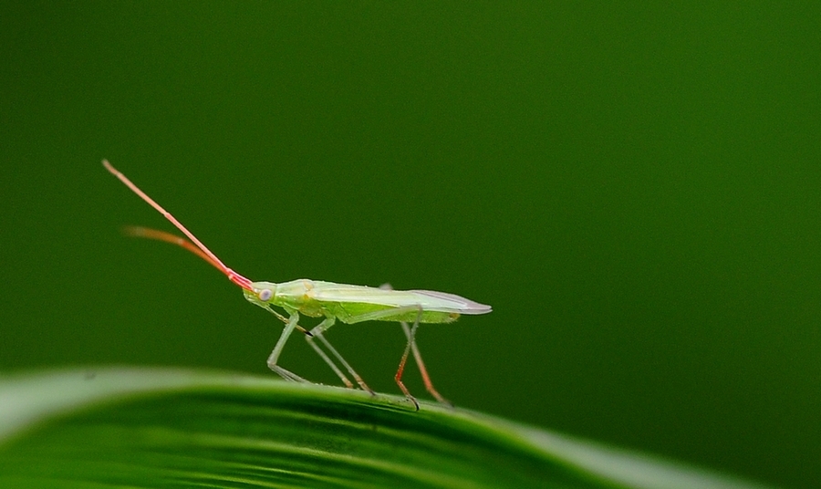 苍蝇,蜻蜓,草虫