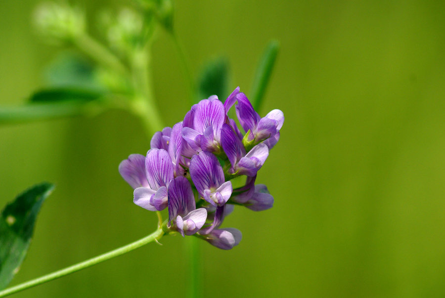 紫花苜蓿