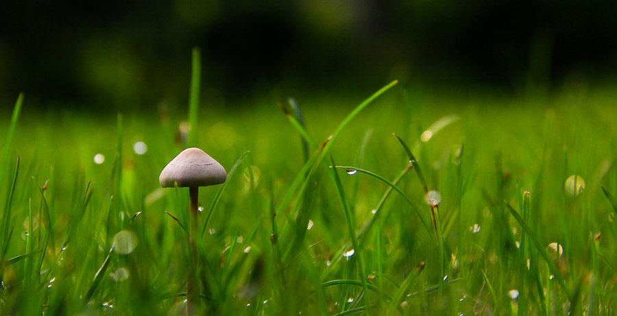 邂逅在雨後的清晨