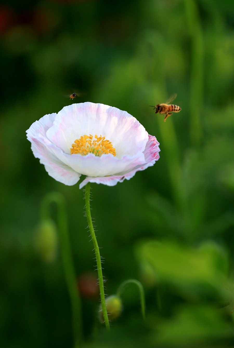 蜂花虞美人