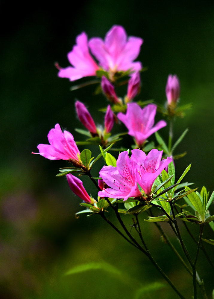 杜鵑花