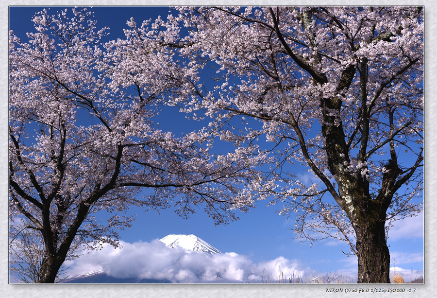 【富士山下看樱花摄影图片】风光摄影_太平洋