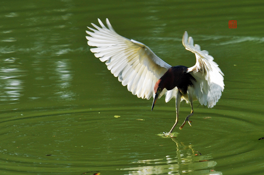 鷺鳥