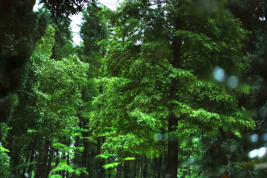 雨天绿色风景图片图片