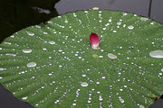 雨后荷花更艳丽