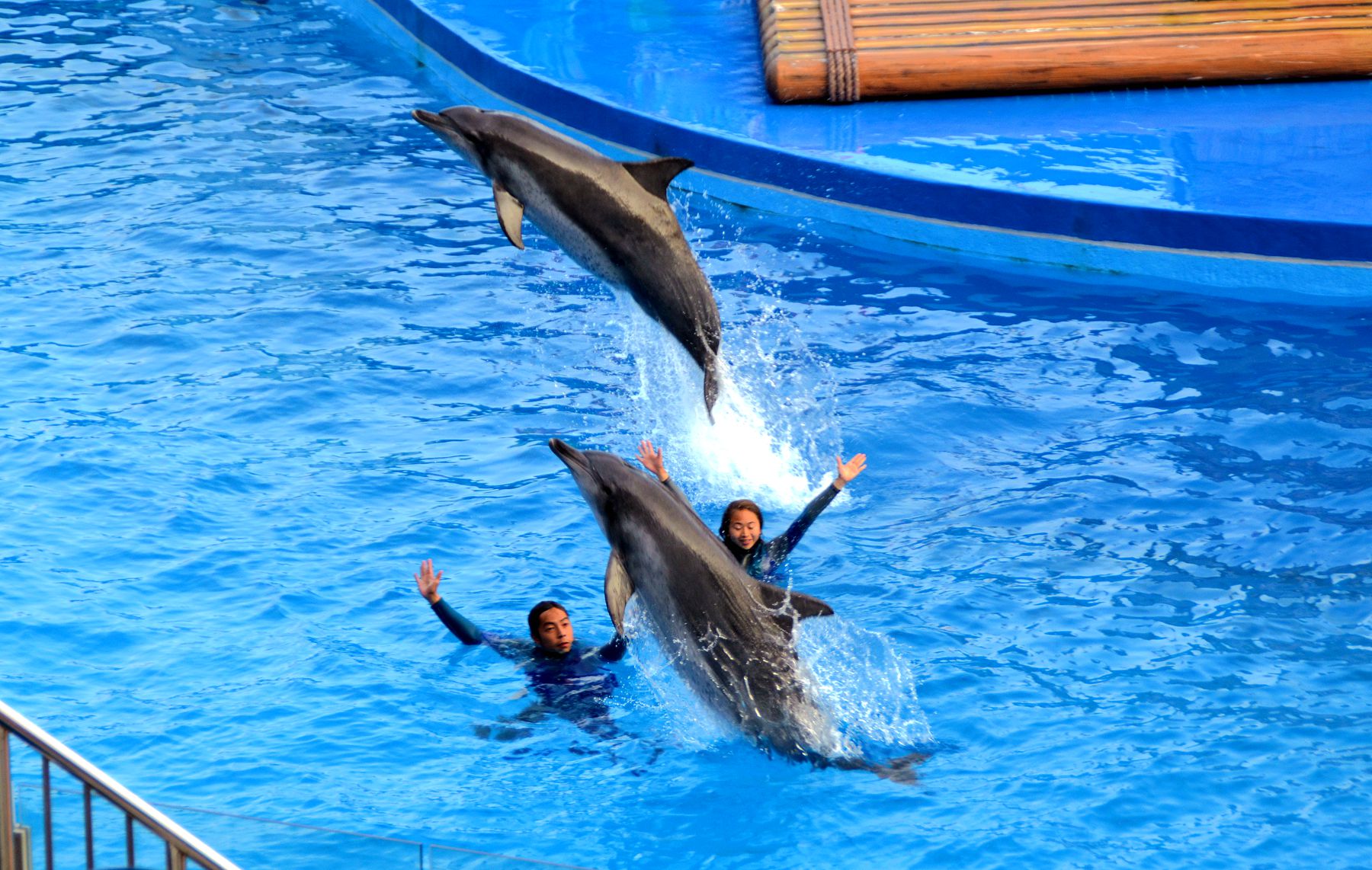 海洋馆的海豚表演高清图片下载-正版图片501038146-摄图网