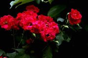红薔薇花