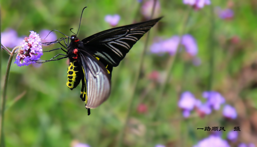 ѷѧTroides helena