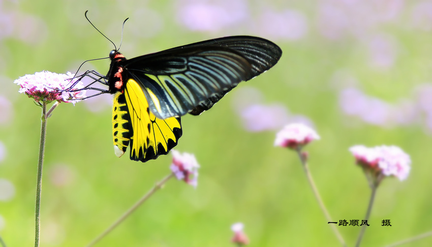 ѷѧTroides helena