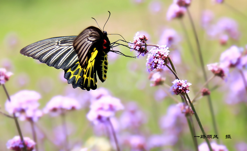 ѷѧTroides helena