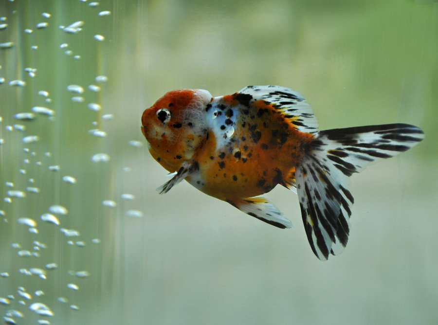 名種金魚五彩花獅頭