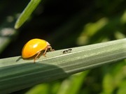 瓢虫与蚂蚁巧遇