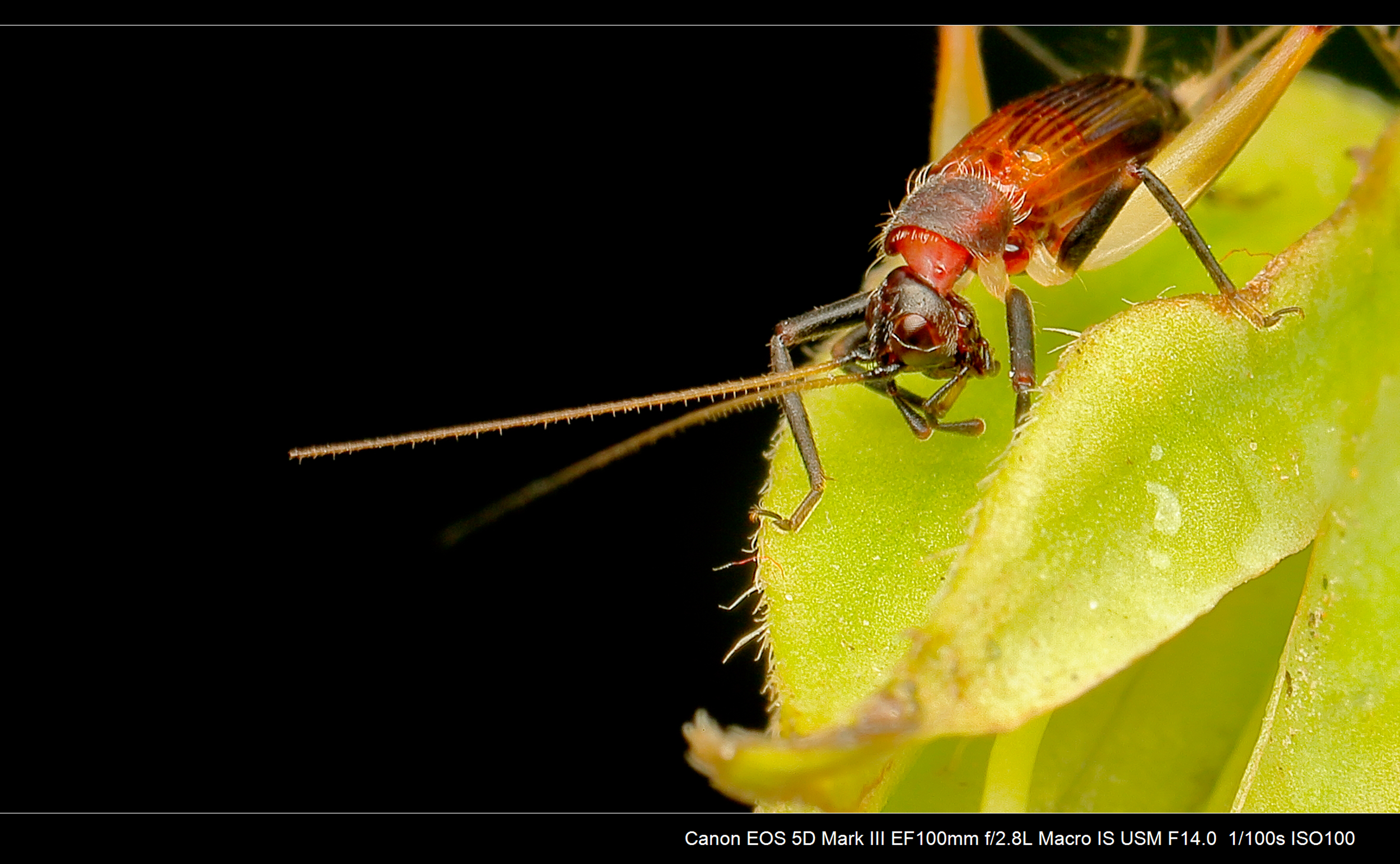 油蛉和蟋蟀的照片图片