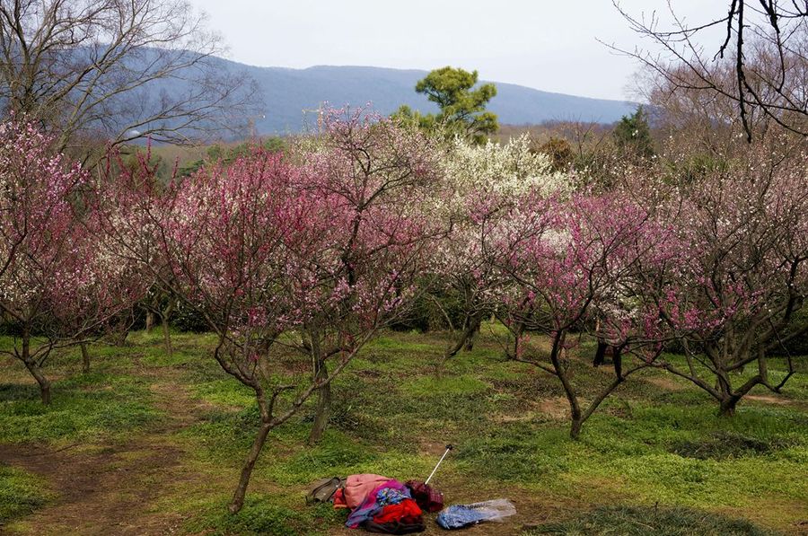 春天梅花山