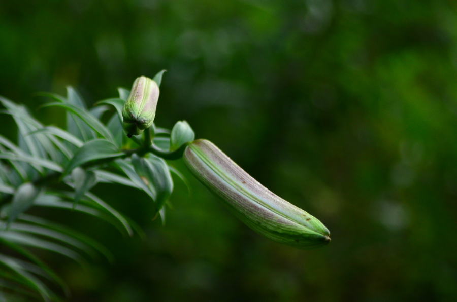 山百合花野生图片