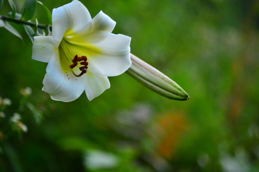 山百合花野生图片