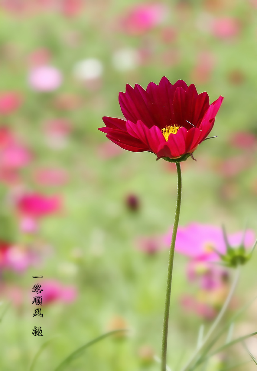 花儿夏语