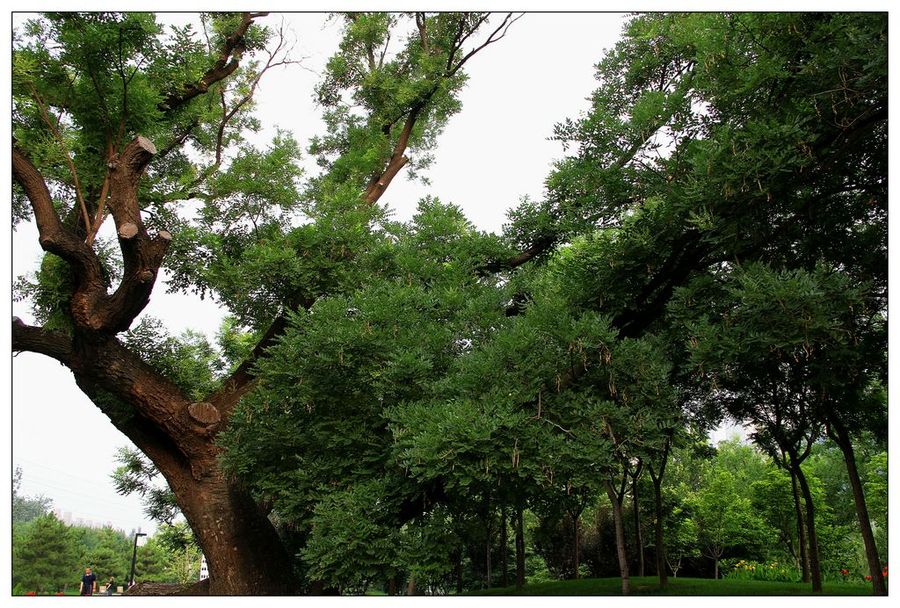 北京庆丰公园里的这棵古槐树