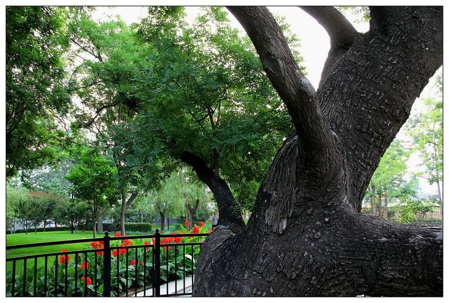 北京庆丰公园里的这棵古槐树