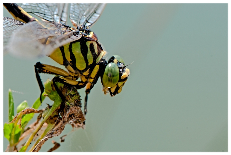 【蜻蜓(请教具体是什么种类)摄影图片】生态摄