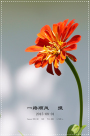 绚丽的夏菊〔百日菊1〕