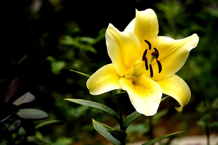 黄百合花