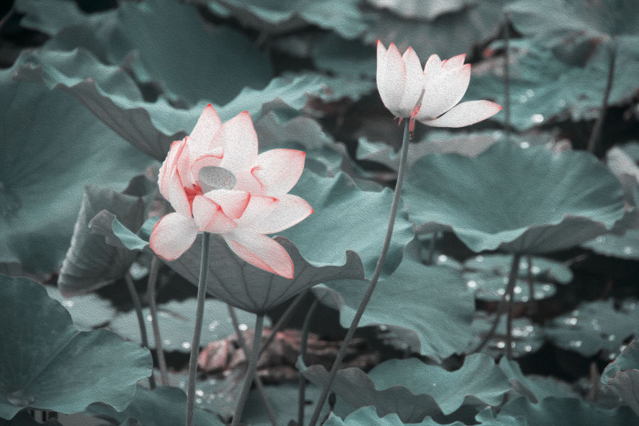 ɻǮַָ̣