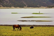 香格里拉——普达措畔的马牛