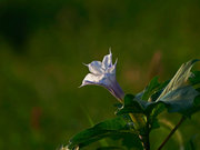 曼陀罗花