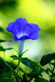 花花草草亦是情