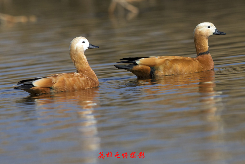 赤麻鸭