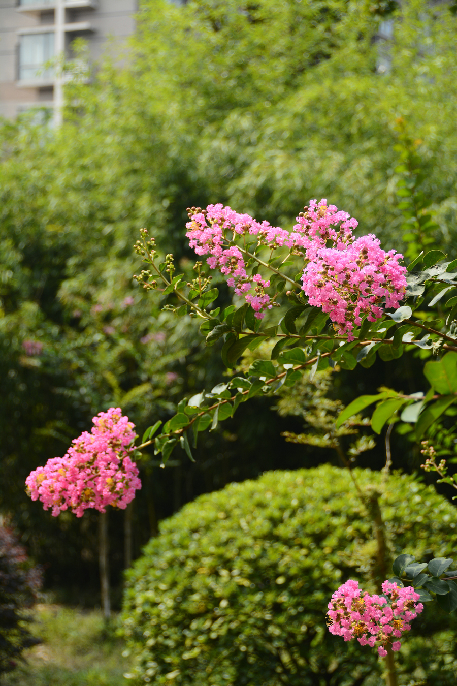 紫薇花树图片大全大图图片