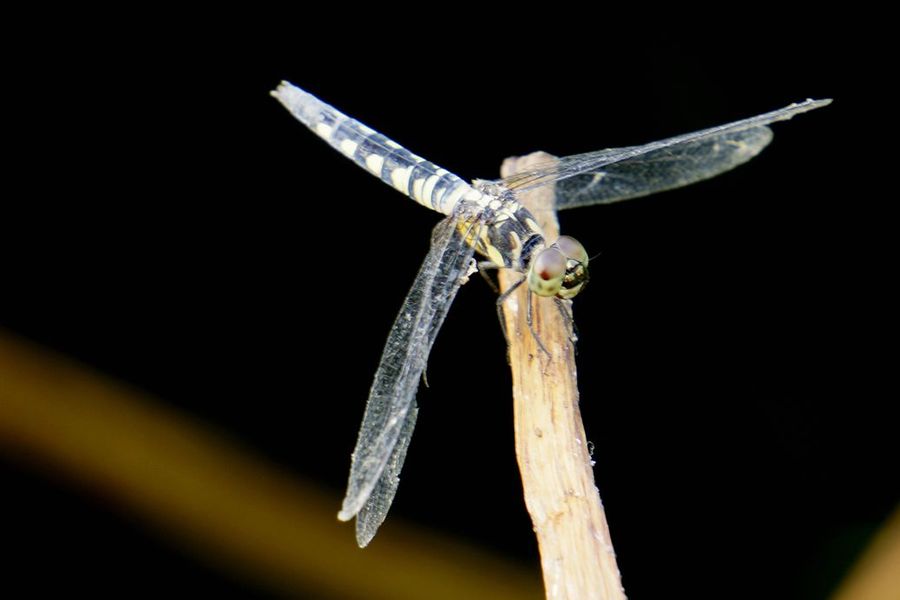 橙斑蜻蜓(2)