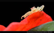 琉球三角蟹蛛
