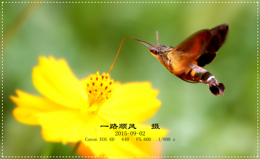 ꣬Macroglossum corythus luteata (Butler)