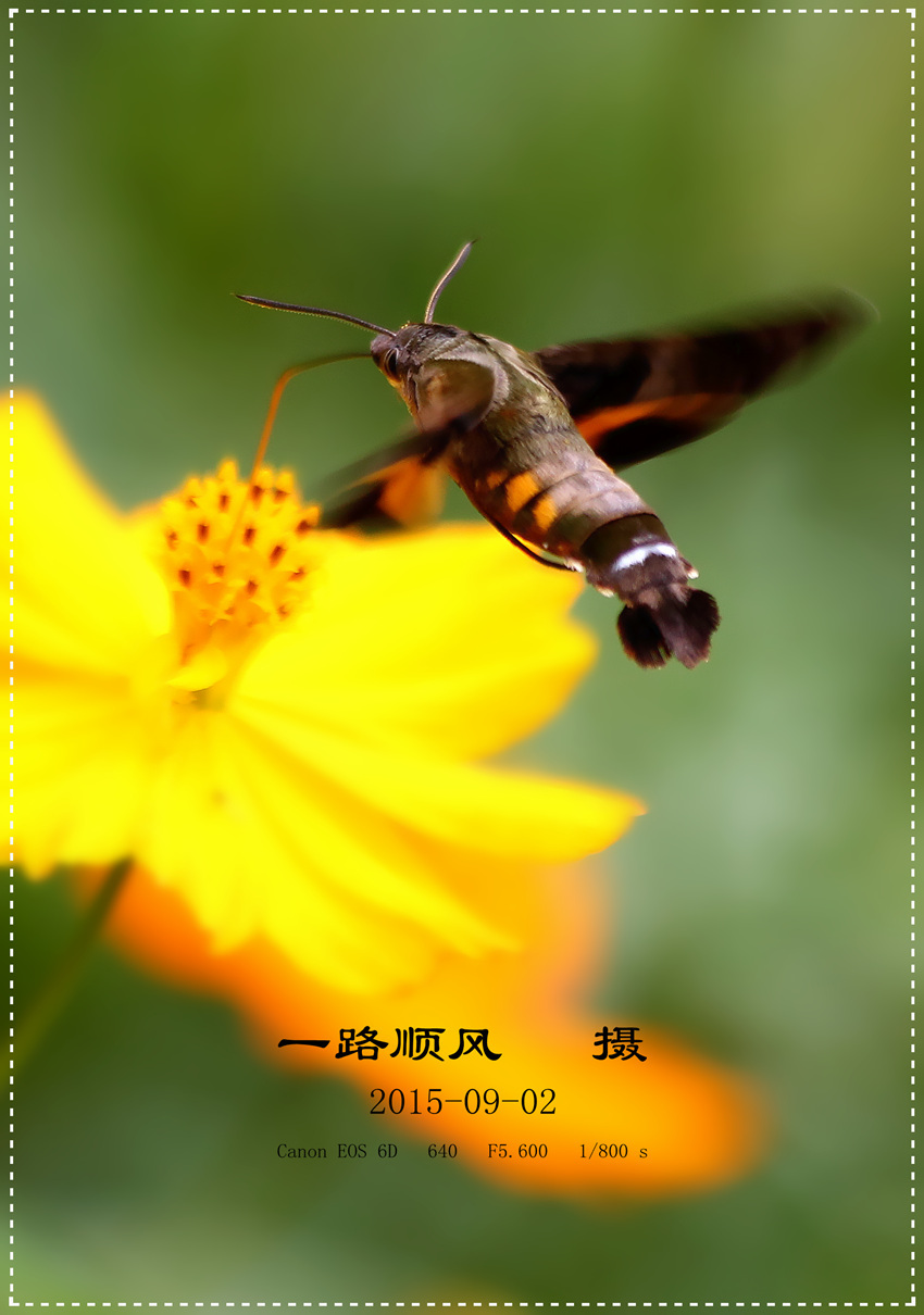 ꣬Macroglossum corythus luteata (Butler)