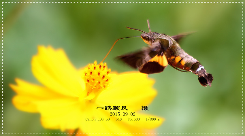 ꣬Macroglossum corythus luteata (Butler)