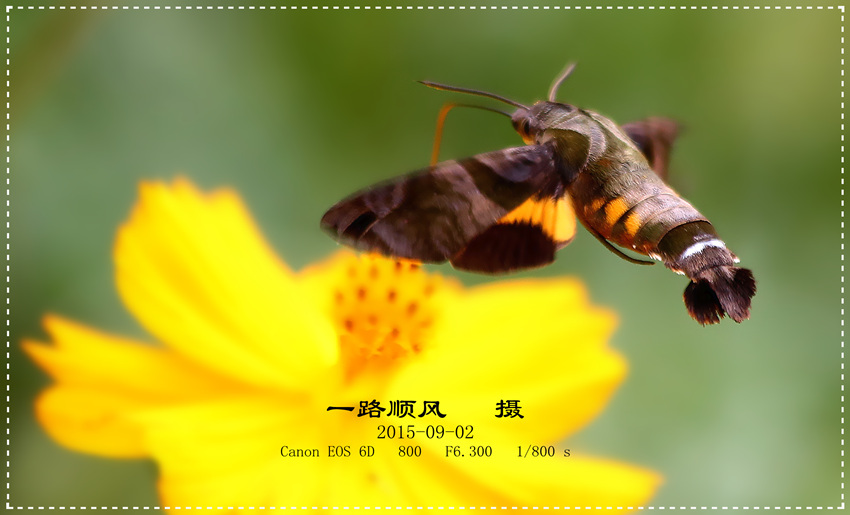 ꣬Macroglossum corythus luteata (Butler)