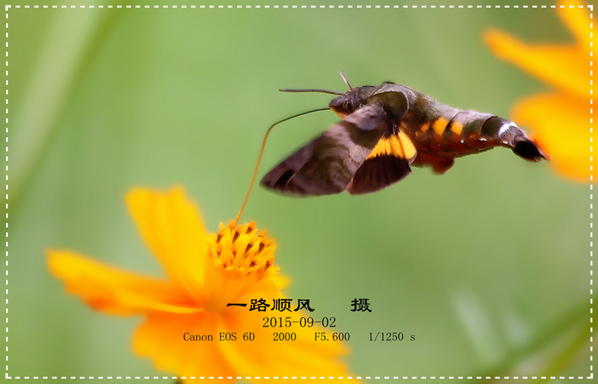 ꣬Macroglossum corythus luteata (Butler)