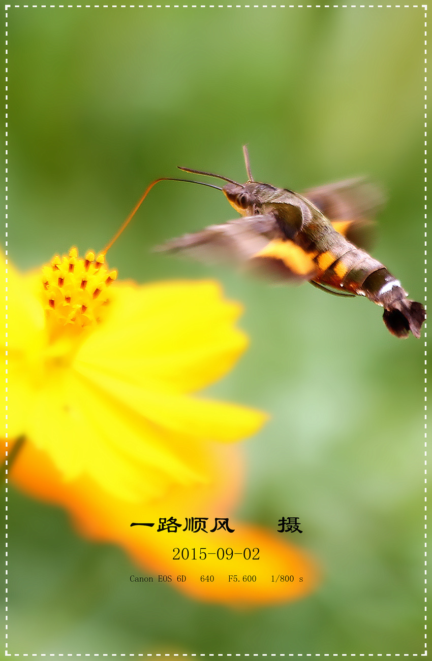 ꣬Macroglossum corythus luteata (Butler)