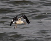 70-200打鸟.海鸥