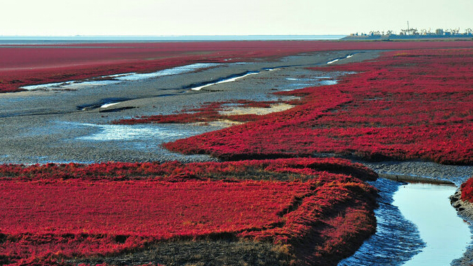 珍爱网vip:辽宁红海滩 红色海洋的诱惑