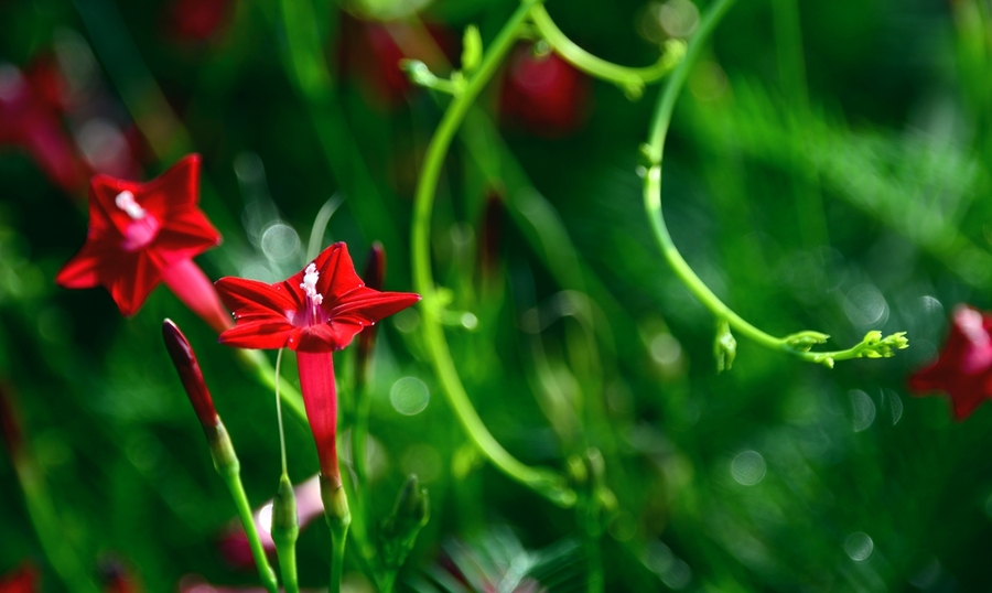 红花绿蔓-----红茑萝
