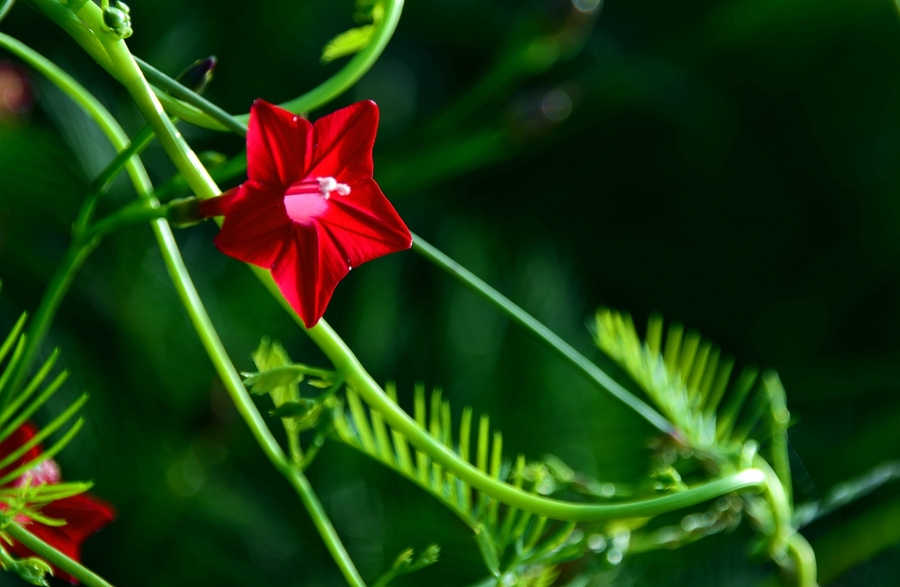 紅花綠蔓-----紅蔦蘿