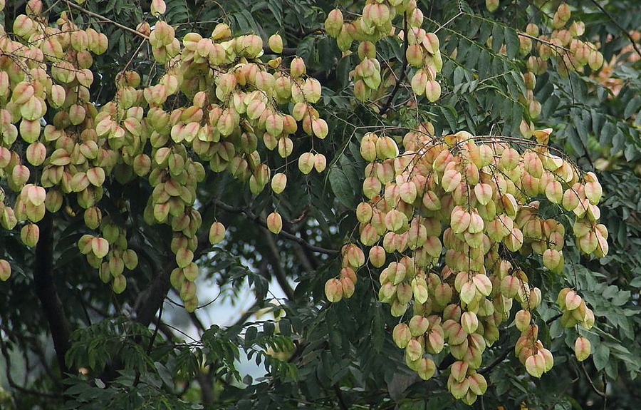 摇钱树花开一组