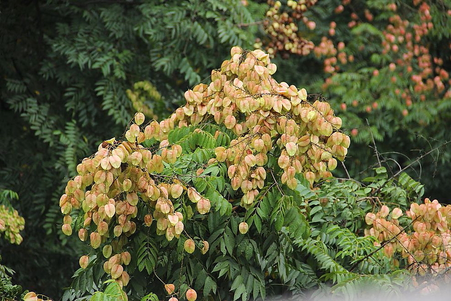 摇钱树花开一组