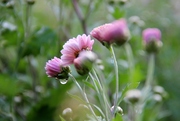 园子里的花儿们——小菊花初放