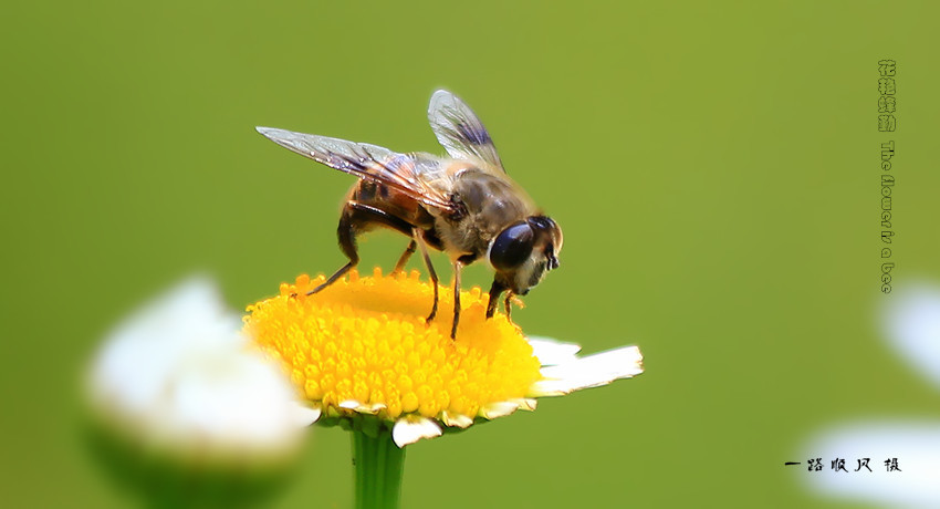 ޷  The flower is a bee 