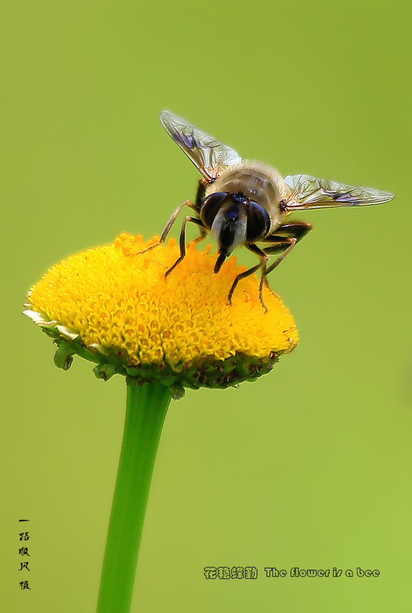 ޷  The flower is a bee 