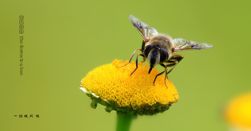 ޷  The flower is a bee 